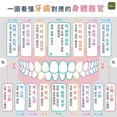 牙齒經絡圖